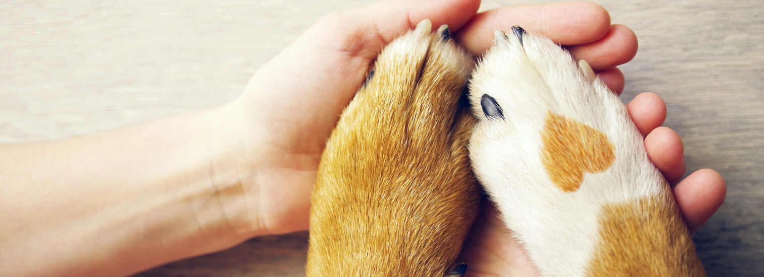 Caring For Your Furry Family!